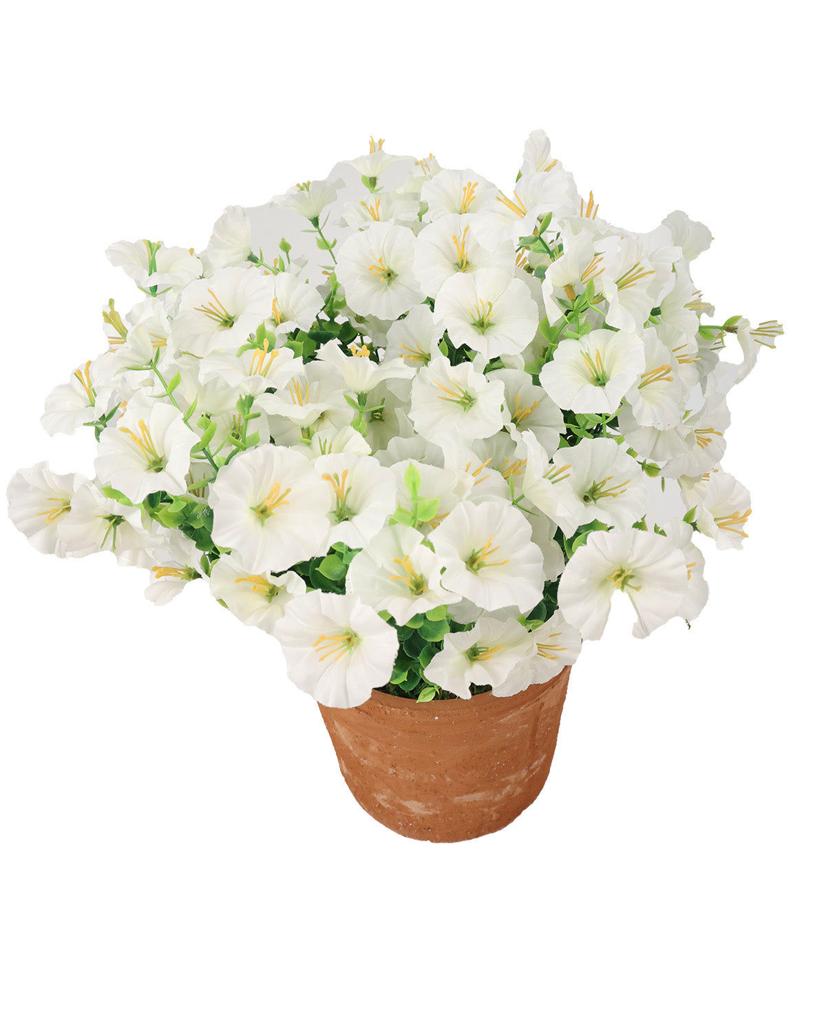 A potted arrangement of white petunia flowers with green foliage in a terracotta-colored pot, isolated on a white background.