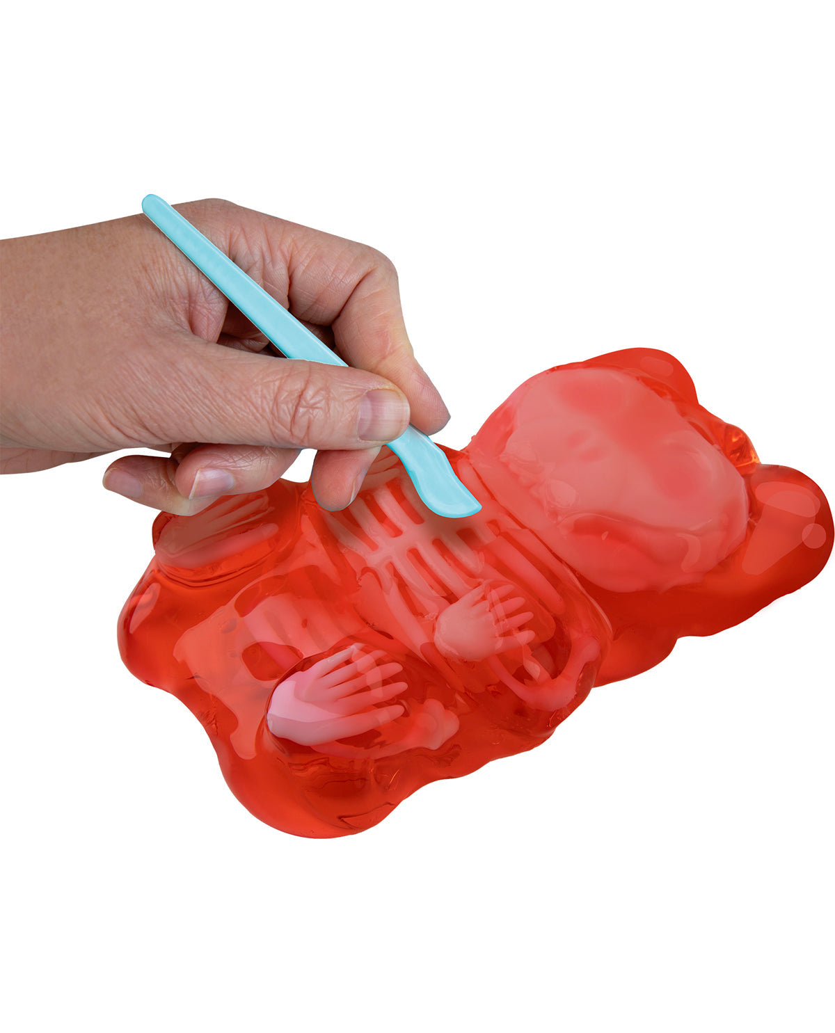 Goonatomy Gummy Bear Lab